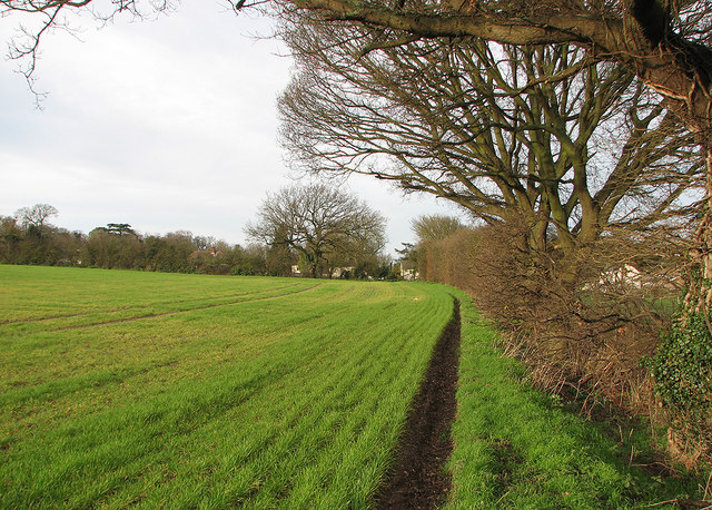 Hildersham: field-edge footpath