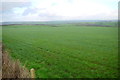 Fields Near Higher Woolcombe