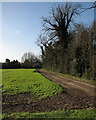 Winter wheat at Flint Hall Farm