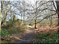 Bridleway through heathland