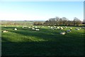 Sheep off Brimham Rocks Road