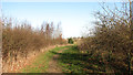 Metalled path in Jubilee Wood