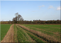 TL3638 : On the Hertfordshire Way by John Sutton