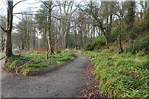 NS2209 : Path to the Swan Pond, Culzean Country Park by Billy McCrorie