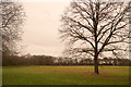 TQ2364 : Parkland in Nonsuch Park by Mike Pennington