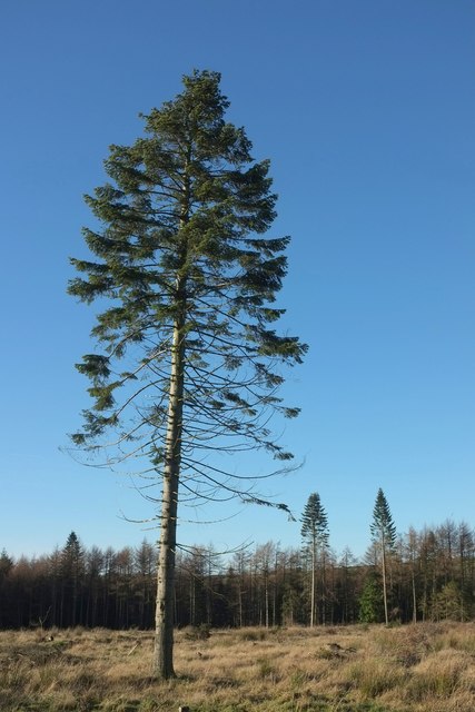 Lone pine by Green Lane