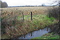 Ditch by a field of maize