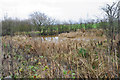 Brackish pond by the A449