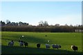 Sheep near Thorpe Nurseries