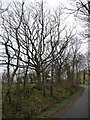 Winter trees alongside the road to Orthwaite