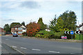 Roundabout shrubbery