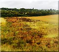 Rough grassland near Rushden