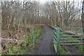 Woodland Path, Eglinton Country Park