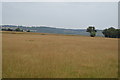 Grassland near Burmarsh