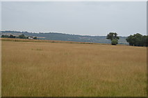 TR1032 : Grassland near Burmarsh by N Chadwick