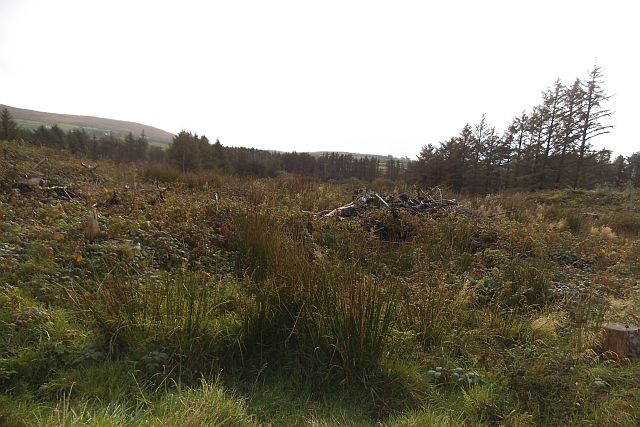 Forestry - Ratooragh Townland
