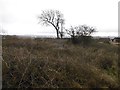 Drumry Wood trig point