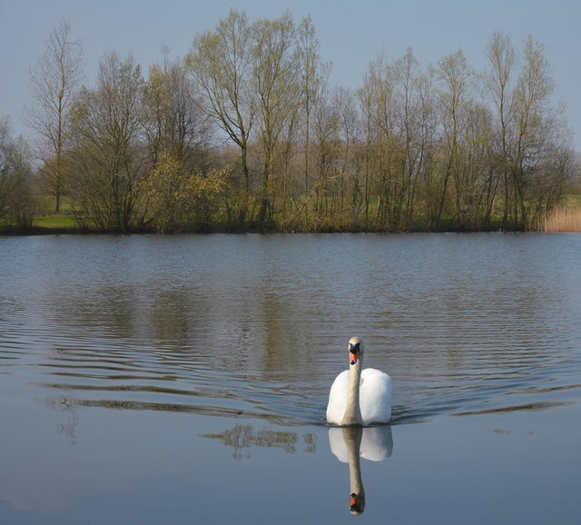 Swan, lake near Brimpton, Berkshire