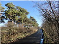 Pine Copse at Elm Park