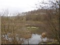 Flooded marsh, Cleddans Burn