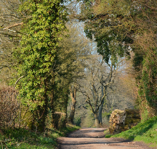 Lane at Faccombe, Hampshire