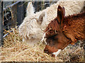 SD8304 : Alpacas Feeding At Heaton Park Animal Centre by David Dixon