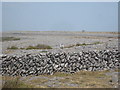 M2203 : Dry stone wall in the Burren by Rod Allday
