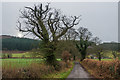 Towards Lower Wood Road