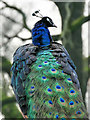 SD8304 : Peacock at Heaton Park Animal Centre by David Dixon