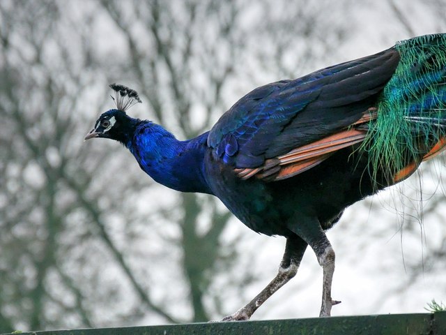 Heaton Park Animal Centre, Peacock