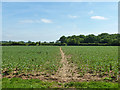 Footpath across a bean field