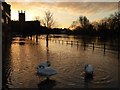 SO8454 : Swans in floodwater at dawn by Philip Halling