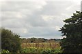 Countryside beside the Manchester Ship Canal