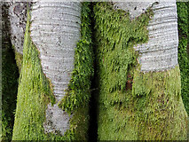 NH6455 : Moss"boots" on a leggy tree, Bellton Wood by Julian Paren