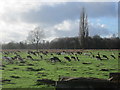 Grazing deer, Bushy Park