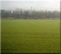 Trees along the A505