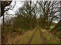 Path to Beech Tree Cottage Farm, Astley Moss