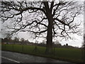 Tree by Church Lane, Headley