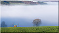 NZ0930 : Sheep and tree with mist beyond by Trevor Littlewood