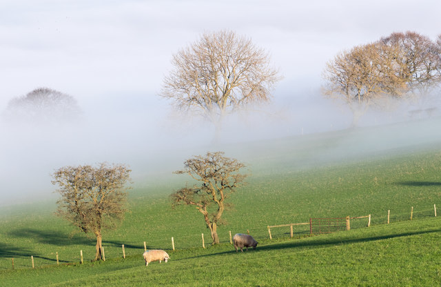 Trees with mist near to Black Hill Top Farm