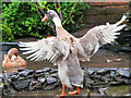 SD8304 : Indian Runner Duck at Heaton Park Animal Centre by David Dixon