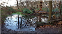 TQ2997 : Pond, Williams Wood,  Trent Park, Enfield by Christine Matthews