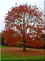 Tree at crossroads near Bredfield