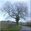 Oak on Bredwardine Hill