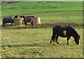 Grazing land near Barnetby