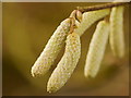 Hazel catkins, Corylus avellana