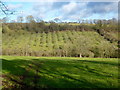 Valley in the Dinmore Hills, 2