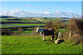 Pony and sheep on Mill Hill