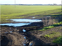 TL4970 : Flooded crop near School Farm, Chittering by Richard Humphrey