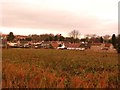 Field of Vegetables at Campsall